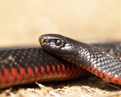 Red Bellied Black Snake | Snake Catchers Adelaide - Brown Snake Removalists