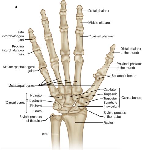 Drab Hand Anatomy Bones Free Photos - Www