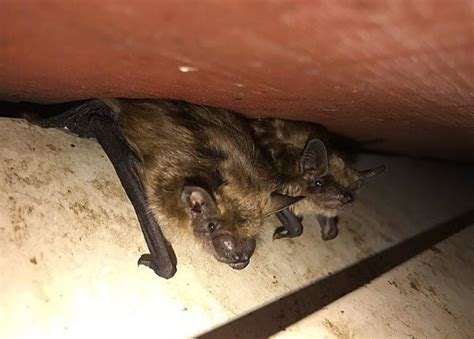 Bat Removal Near Me | CMC Animal Control