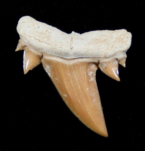 Unusual Serratolamna Fossil Shark Tooth For Sale (#3413) - FossilEra.com