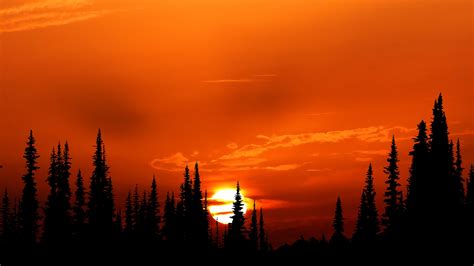 1920x1080 Sunset Orange Forest 4k Laptop Full HD 1080P ,HD 4k Wallpapers,Images,Backgrounds ...