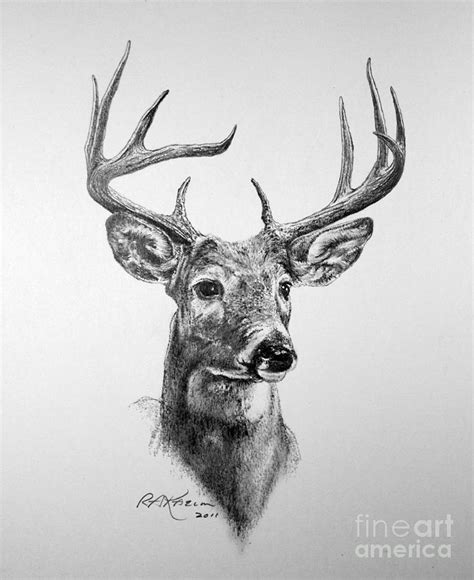 Buck Deer Drawing by Roy Anthony Kaelin - Pixels