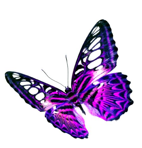 Purple Butterfly Transparent Background Transparent HQ PNG Download | FreePNGimg