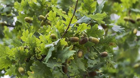 How to Stop Your Oak Trees from Producing Acorns | TreeNewal