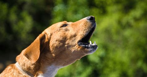 Why Is My Dog Barking? | Dog Behavior | Trusty Tails Pet Care