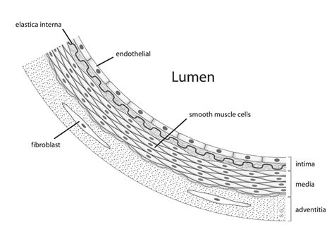 Lumen (anatomy) - wikidoc