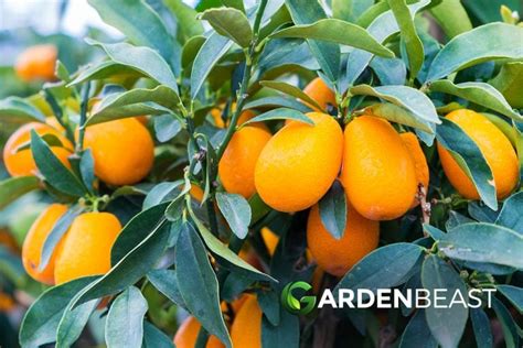 Kumquat Tree Guide: How to Grow & Care For Kumquat Trees