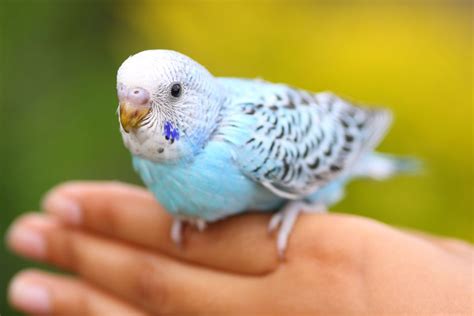 Training Your Pet Parrot - Step Up, Step Down