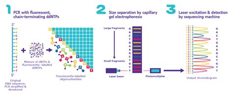 Sanger Sequencing Steps & Method