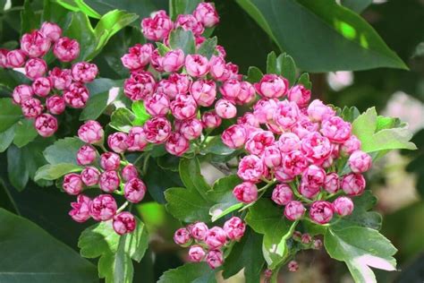 Amazing Meaning and Symbolism of Hawthorn Tree and Flower | Florgeous