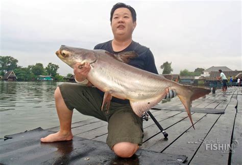 Giant Mekong Catfish Fishing at BungSamRan In The Wet