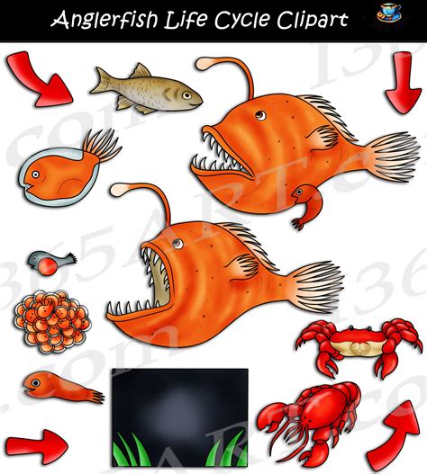 Anglerfish Life Cycle Clipart Set Download - Clip Art Library