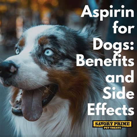 Aspirin for Dogs: Benefits and Side Effects - Savory Prime Pet Treats