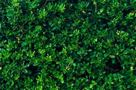 Pittosporum Hedge: 7 Best Pittosporum Varieties For Hedges