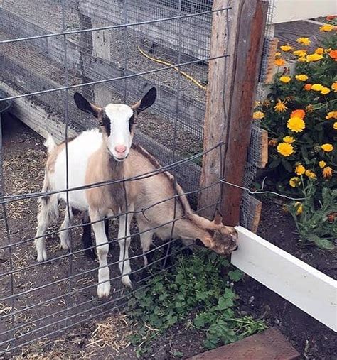 Goat Breeds Information: Alpine Goats – My Backyard Goats