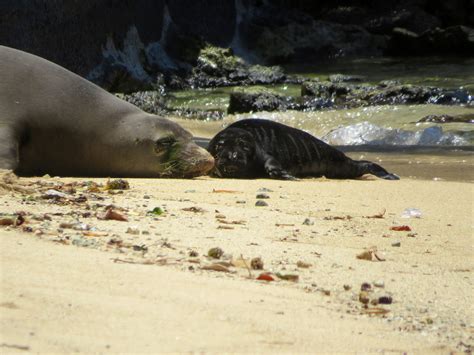 Mother Monk Seal Births Pup in Waikīkī for the Second Time | NOAA Fisheries