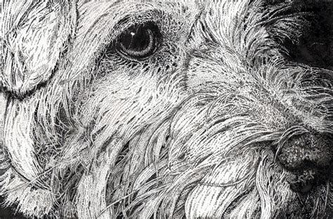 Pen And Ink Drawings Animals