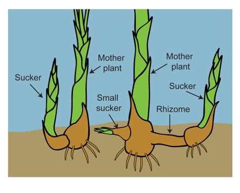 Rhizome - Database Plants