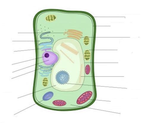 Diagram of Plant Cell Diagram (Mod 1) | Quizlet