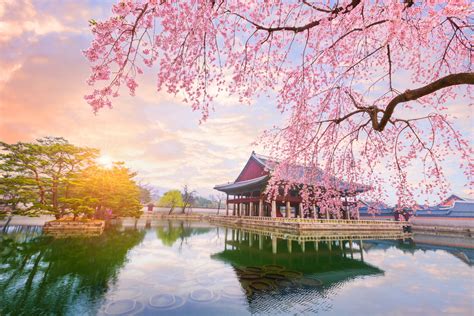 When and Where to Enjoy Cherry Blossoms in South Korea This Season ...