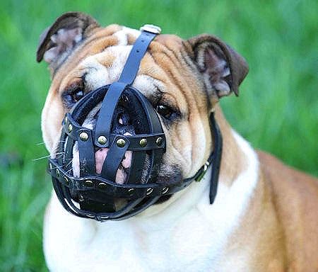 Everyday Light Weight Super Ventilation English Bulldog muzzle - product code : M41