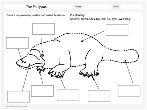 Platypus Body Parts