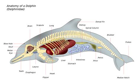 Dolphin Anatomy - Marine mammal - Wikipedia | Marine mammals, Dolphins ...