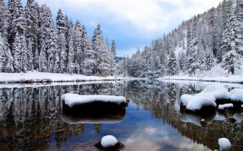 Snowy pine forest by the lake wallpaper - Nature wallpapers - #35635