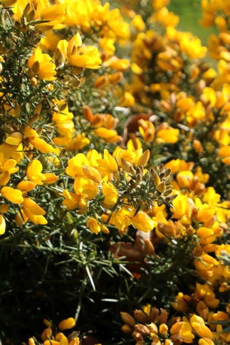 Gorse - planting, pruning, care, best uses for hedging and biodiversity