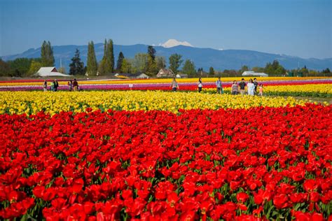 Guide to the Washington State Skagit Valley Tulip Festival | Seattle Met