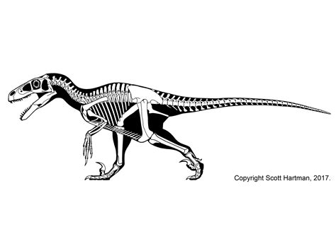 Theropod skeletal reconstructionsDr. Scott Hartman's Skeletal Drawing.com