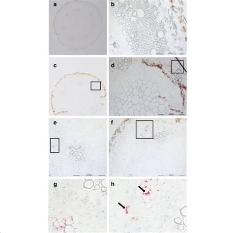 RNAscope® in situ hybridization conditions tested for protocol definition | Download Table