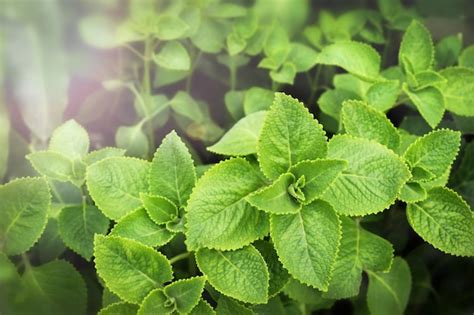 Premium Photo | Fresh green coleus amboinicus in the garden