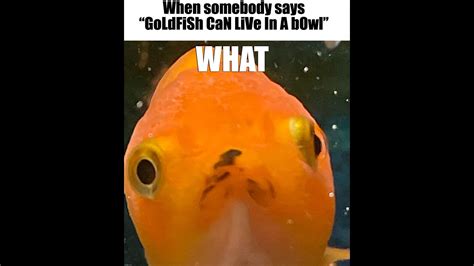 Funny goldfish memes! - YouTube