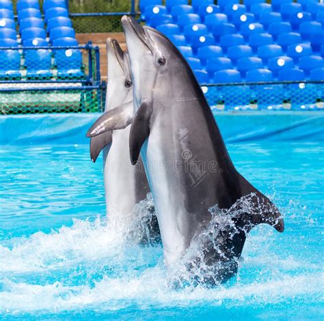 Two Dolphins Dancing in the Pool Stock Image - Image of light, blue: 108712537