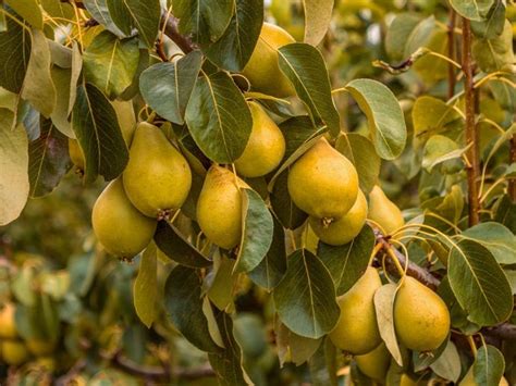 Growing Pear Trees: Tips For The Care Of Pear Trees