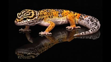 Leopard Gecko Morphs - Wales Leopard gecko adult morphs - Reptile Forums : Leopard gecko morphs ...