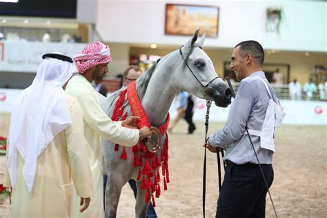 Sharjah Straight Egyptian Arabian Horse Show 2015 :: Dubai Arabian Horse Stud