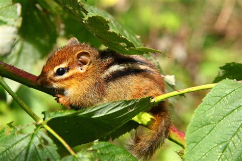 Baby Chipmunk Wallpapers - Top Free Baby Chipmunk Backgrounds - WallpaperAccess