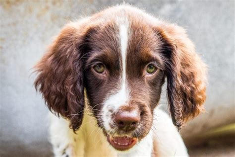 10 Dog Breeds with Beautiful Green Eyes | Dogs with Green Eyes