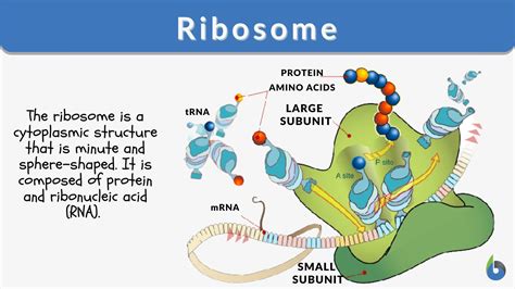 What Are Ribosomes