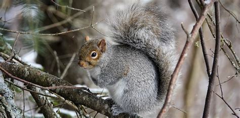 Gray Squirrel | Sciurus carolinensis