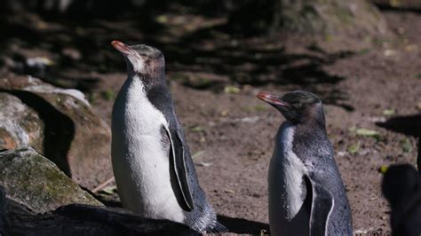 The patients at this New Zealand rehab center aren't people -- they're penguins | CNN