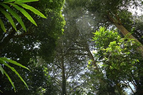 The Tall Trees Munnar... an untouched... - Tall Trees Munnar