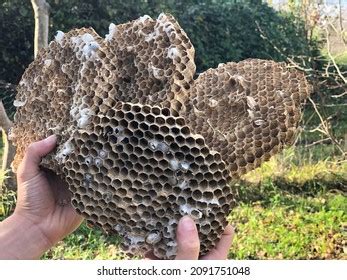 Hornet Hive Killer Bee Nest Nest Stock Photo 2091751048 | Shutterstock