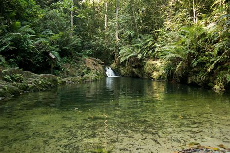 Ayer Hitam Forest Reserve, Puchong - Rainforest Journal