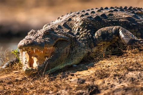 Crocodile teeth stock image. Image of reptile, bite, dangerous - 7389487