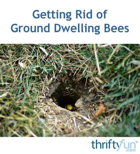 9 Bees nest removal ideas in 2021 | bees nest removal, ground bees ...