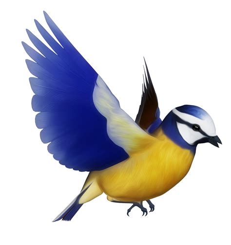 Blue tit clipart 20 free Cliparts | Download images on Clipground 2024