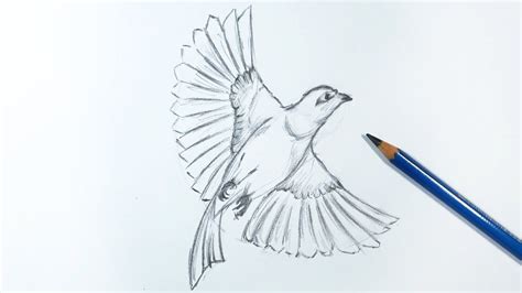 Flying Bird Pencil Drawing